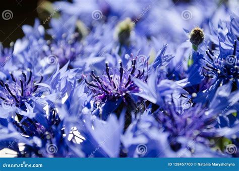 Blue Cornflower Bouquet Closeup in Abstract Background Stock Photo ...