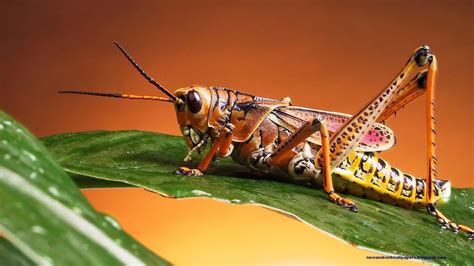 Best Collection Of 2014 Insects Wallpapers In Super Hd For Android And Desktop | Beautiful Hd ...