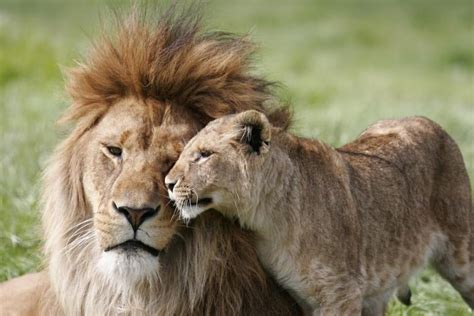 African Lion Names- Amazing African Girl & Boy Lion List