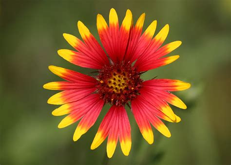 Oklahoma State Wildflower | Indian Blanket