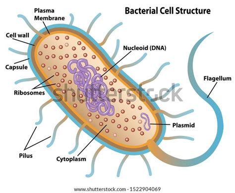 Bacterial Cell Structures Labeled On Bacillus Stock Vector (Royalty Free) 1522904069 | Shutterstock