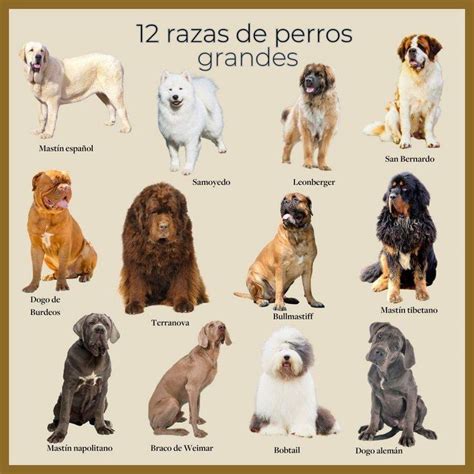 Razas de perros grandes: las 34 más populares y sus características ...