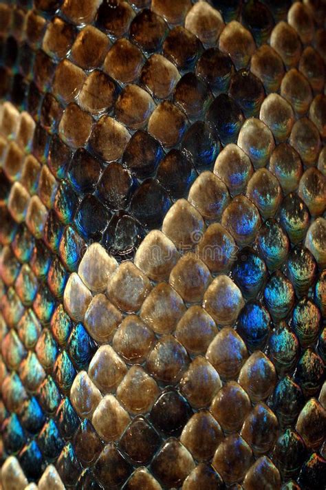 Snakeskin. Texture of the snake-skin detail , #SPONSORED, #Texture, # ...