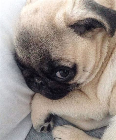 Wanna sleep beside me? #puglife #pug | Pug puppies, Pugs, Cute pug puppies