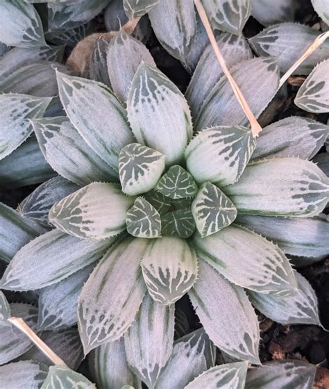 Haworthia Pilifera Variegated, Rooted - Etsy