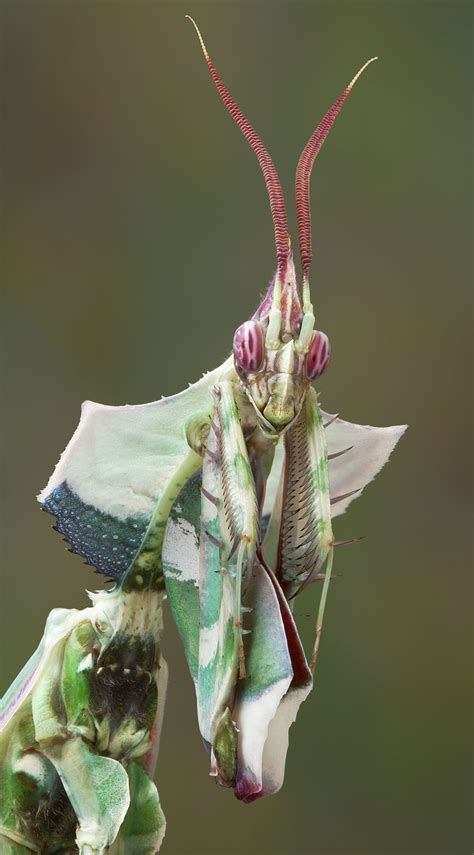 Mantid Madness | Praying mantis, Weird animals, Cool insects