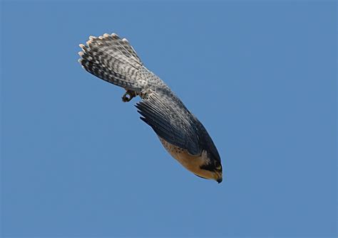 Peregrine Falcon diving. The birds can reach speeds of over 200 mph. | Kevin Seawright's ...