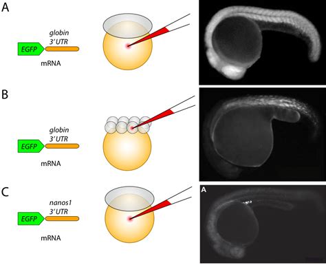 Current Methods in Zebrafish Research