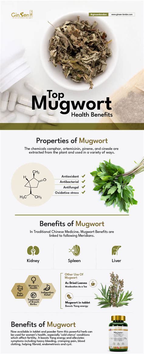 5 Top Mugwort Health Benefits: Mugwort Supplements | GinSen