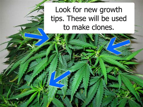 Picture Guide to Cloning Marijuana | Grow Weed Easy