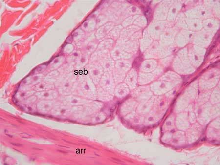 Piloerector Muscle Histology