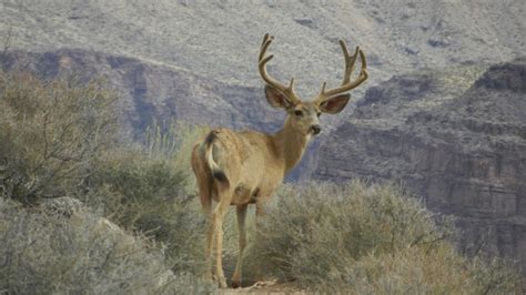 Wildlife of the Grand Canyon – Grand Canyon Collective