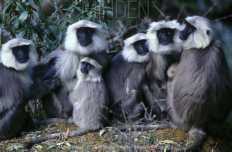 Minden Pictures - Central Himalayan langur (Semnopithecus schistaceus ...