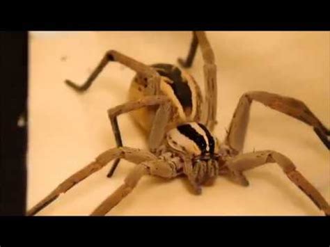 WOLF SPIDER FANGS.....CLOSE UP -- Part 3 of 4 - YouTube