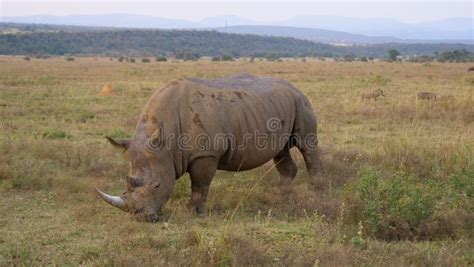 White rhino eating grass stock image. Image of rhino - 98994577