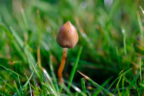 Psilocybe semilanceata: The Ultimate Mushroom Guide