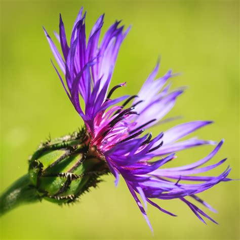 Perennial Cornflower seeds - Centaurea montana - 80 seeds – Garden Seeds Market | Free shipping