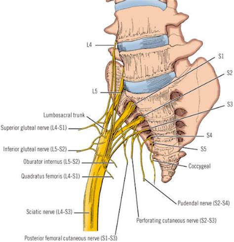 Sacral Canal Contents