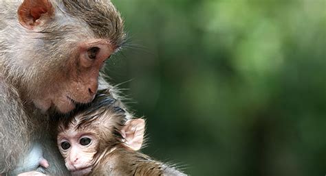 How Do Monkeys Interact With Other Animals - Fields Baccerst