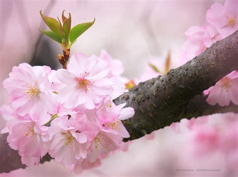 Cherry Blossom Festival | Branch Brook Park, New Jersey | Cirrus Pools