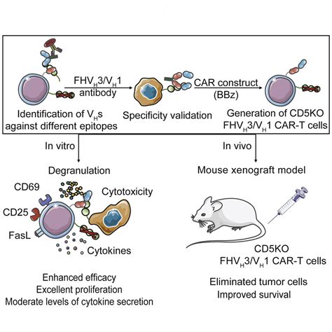 The rational development of CD5-targeting biepitopic CARs with fully ...