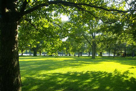 Effective Tree Shade - Cool and Covered