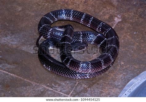 Indian Common Krait Snake Found House Stock Photo (Edit Now) 1094454125