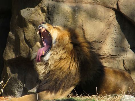 Yawning Lion Free Stock Photo - Public Domain Pictures