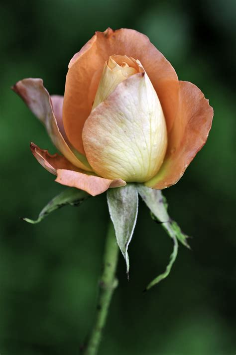 Close-up of orange rose bud opening | Close-up of a peach co… | Flickr