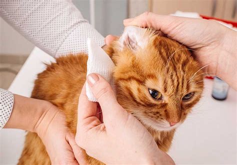 Easy Home Remedies for Treating Ear Mites in Cats