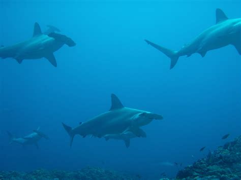 Best Scuba Diving Green Island Taiwan | Joe's Scuba Shack