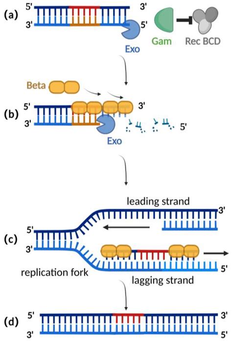 Microorganisms | Free Full-Text | Bacterial-Artificial-Chromosome-Based Genome Editing Methods ...