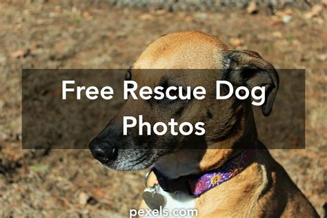 Free stock photos of rescue dog · Pexels