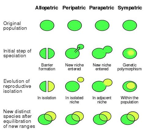 Parapatric speciation - Wikipedia Comparison of allopatric, peripatric, parapatric, and ...