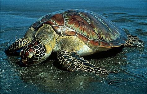 Endangered Species: Green Sea Turtle