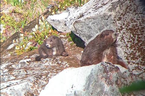 Reseachers find three new Vancouver Island Marmot colonies this summer - West Coast Traveller