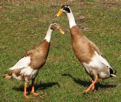 Ancona Duck Colors, Genetics, Breeding