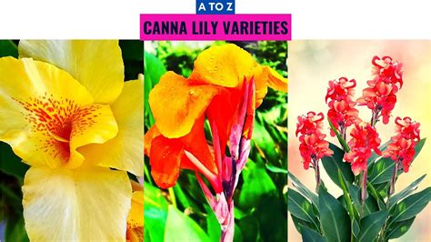 Canna Lily Varieties A to Z - YouTube