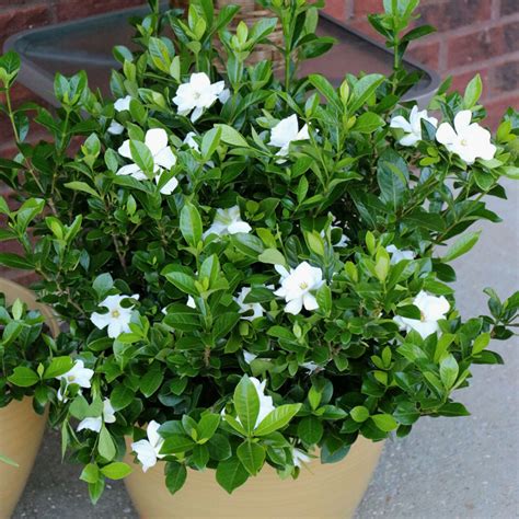 Growing Gardenias In Pots | Plant Addicts