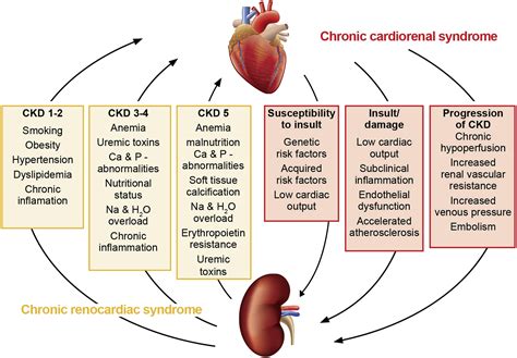 Cardiorenal Syndrome: An Overview - Advances in Chronic Kidney Disease