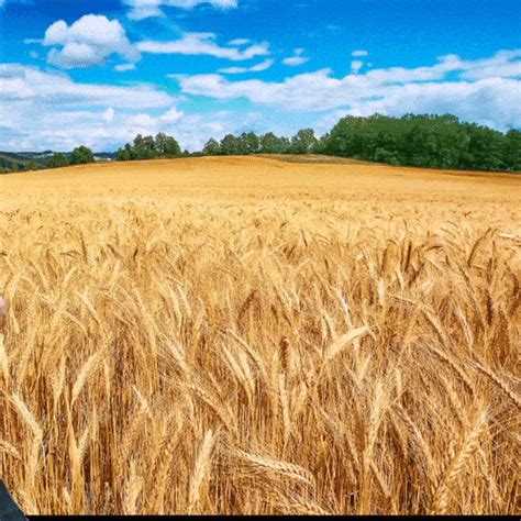 Wheat field GIFs - Get the best gif on GIFER