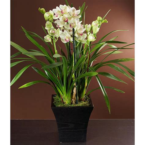 Cymbidium Orchid Plants - Care Tips | Orchid plant care, Orchid plants, Cymbidium orchids