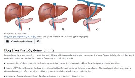 Liver shunts – Vet Med: Applied GI Physiology- Supplemental Notes