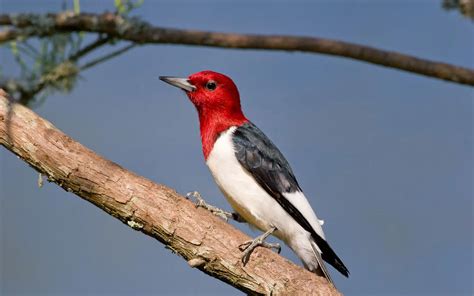 Michigan Woodpeckers: 10 Types of Woodpeckers in Michigan