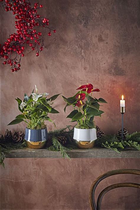 Dobbies Garden Centres is Selling a Range of Christmas plants