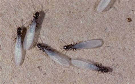 Isoptera - Termites | Wildlife Journal Junior