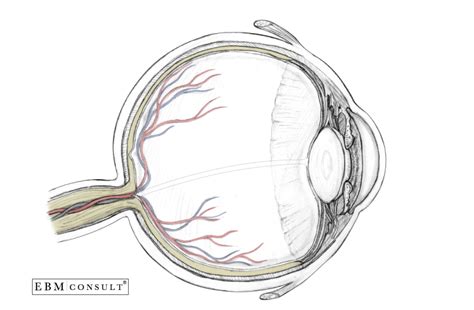 Anatomy: Eyeball - Sagittal View