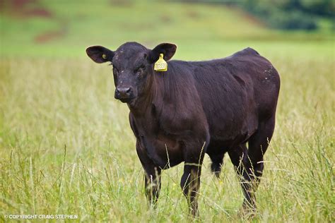 Aberdeen Angus bull calf in field.jpg | Perth photographers Scotland | Commercial | PR