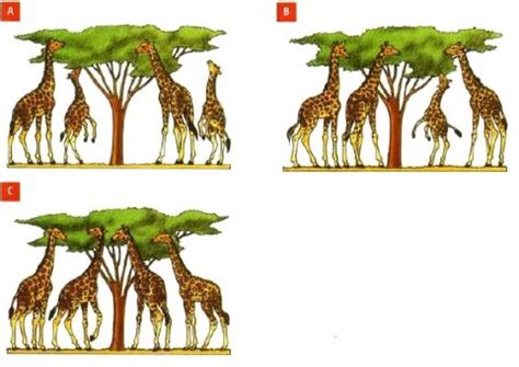 Teoría de Darwin » Blog de Biología