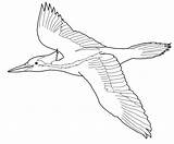 Red Cockaded Woodpecker Coloring Page  Free Printable Coloring Pages sketch template